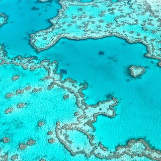 Coral reef