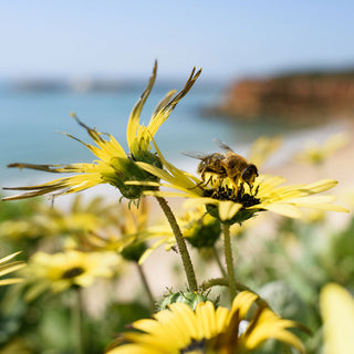 Bee on a flower at beach