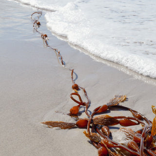 Red seaweed on beach