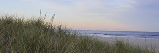Grass on dune with beach and ocean 